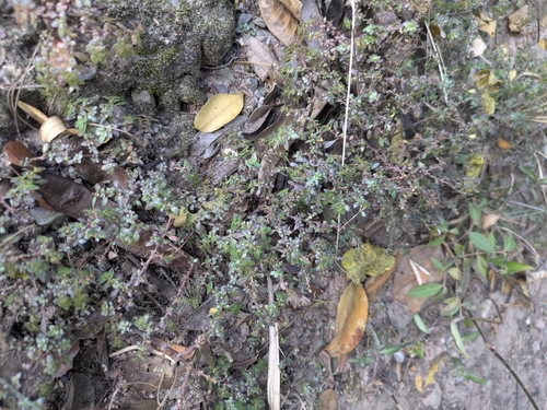Artillery Plant