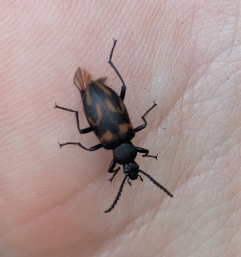 Lystronychus sexsignatus