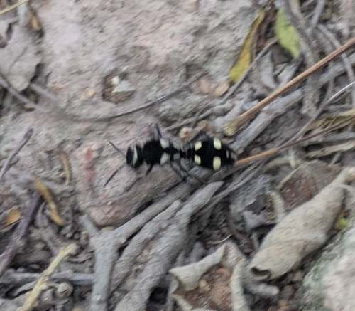Traumatomutilla selligera