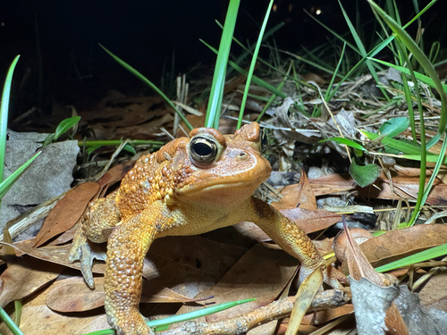 American Toad observed by stevencadams