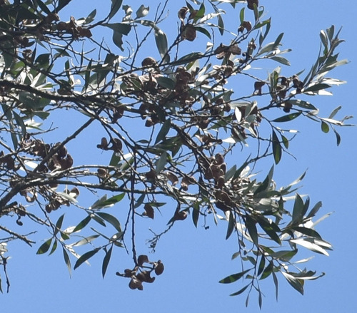 Acacia celsa, 2025-12-08