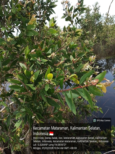 Melaleuca leucadendra