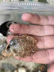 Pododesmus macrochisma