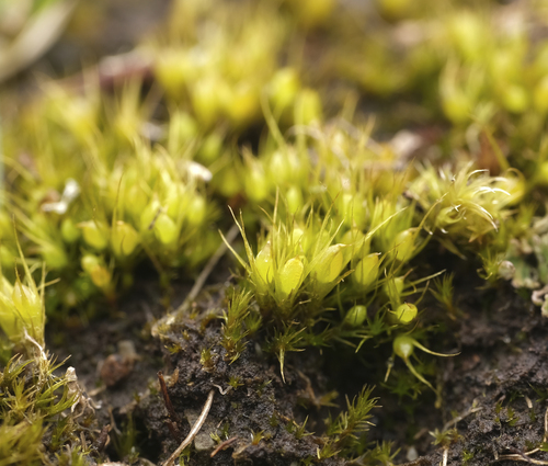 Pleuridium acuminatum observed 2026-03-01