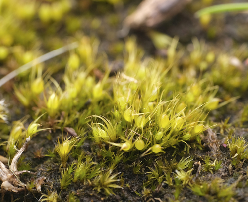 Pleuridium acuminatum observed 2026-03-01