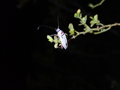 Plionoma rubens