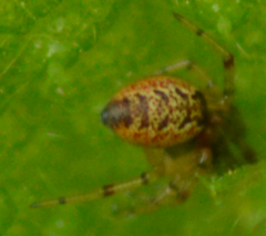 Anelosimus vittatus