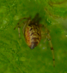 Anelosimus vittatus