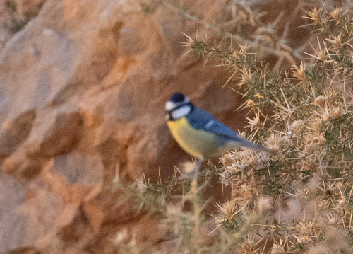 African Blue Tit (Cyanistes teneriffae), photo 7
