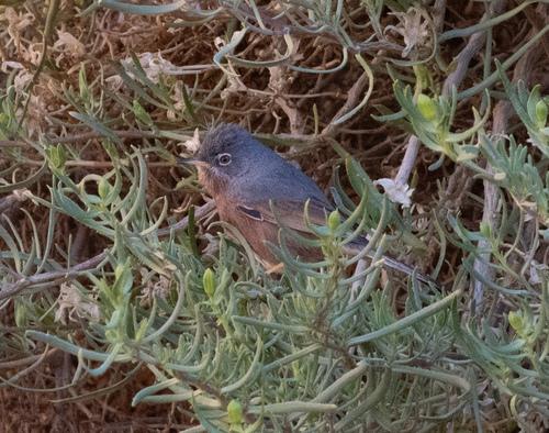 Curruca del Atlas (Curruca deserticola)