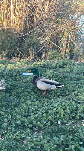 Mallard observed by sofiavillafrade
