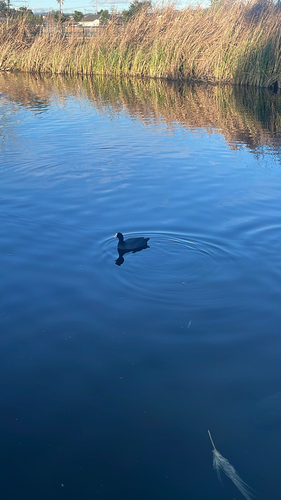 American Coot observed by sofiavillafrade
