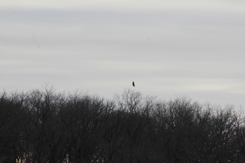Bald Eagle observed by cadenthecorvid
