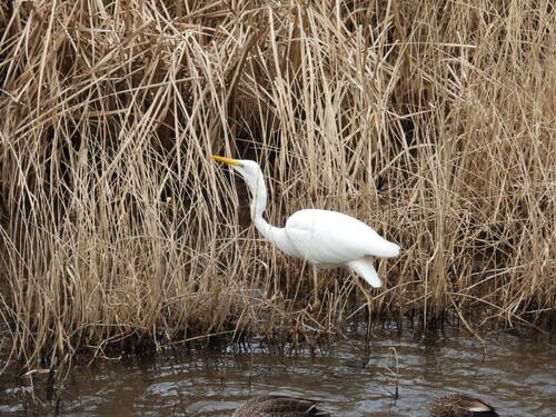 ダイサギ observed by dktaro