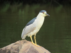 Nycticorax nycticorax