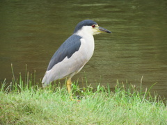 Nycticorax nycticorax