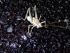 Ateloplus splendidus