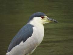 Nycticorax nycticorax