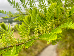 L'amla (Phyllanthus emblica)