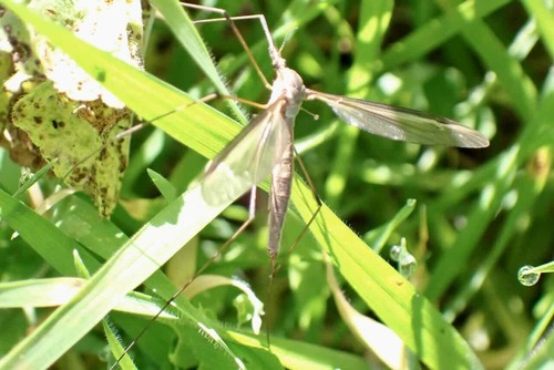 Unknown species found near Hillsdale, San Mateo, CA, USA