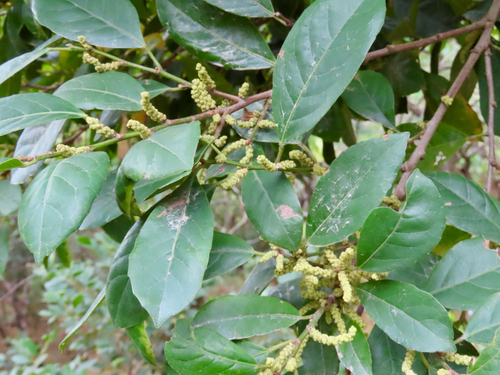 Aporosa octandra