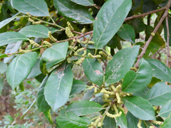 Aporosa octandra
