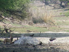 Canis aureus indicus