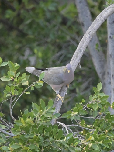 Band-tailed Pigeon observed by njjturner