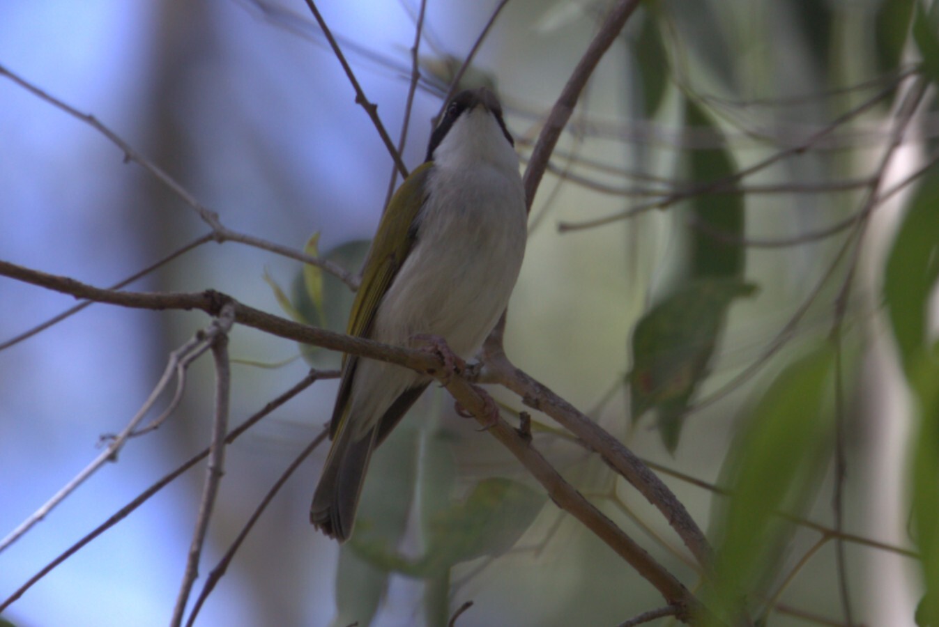 White-throated Honeyeater (Melithreptus albogularis), photo 7