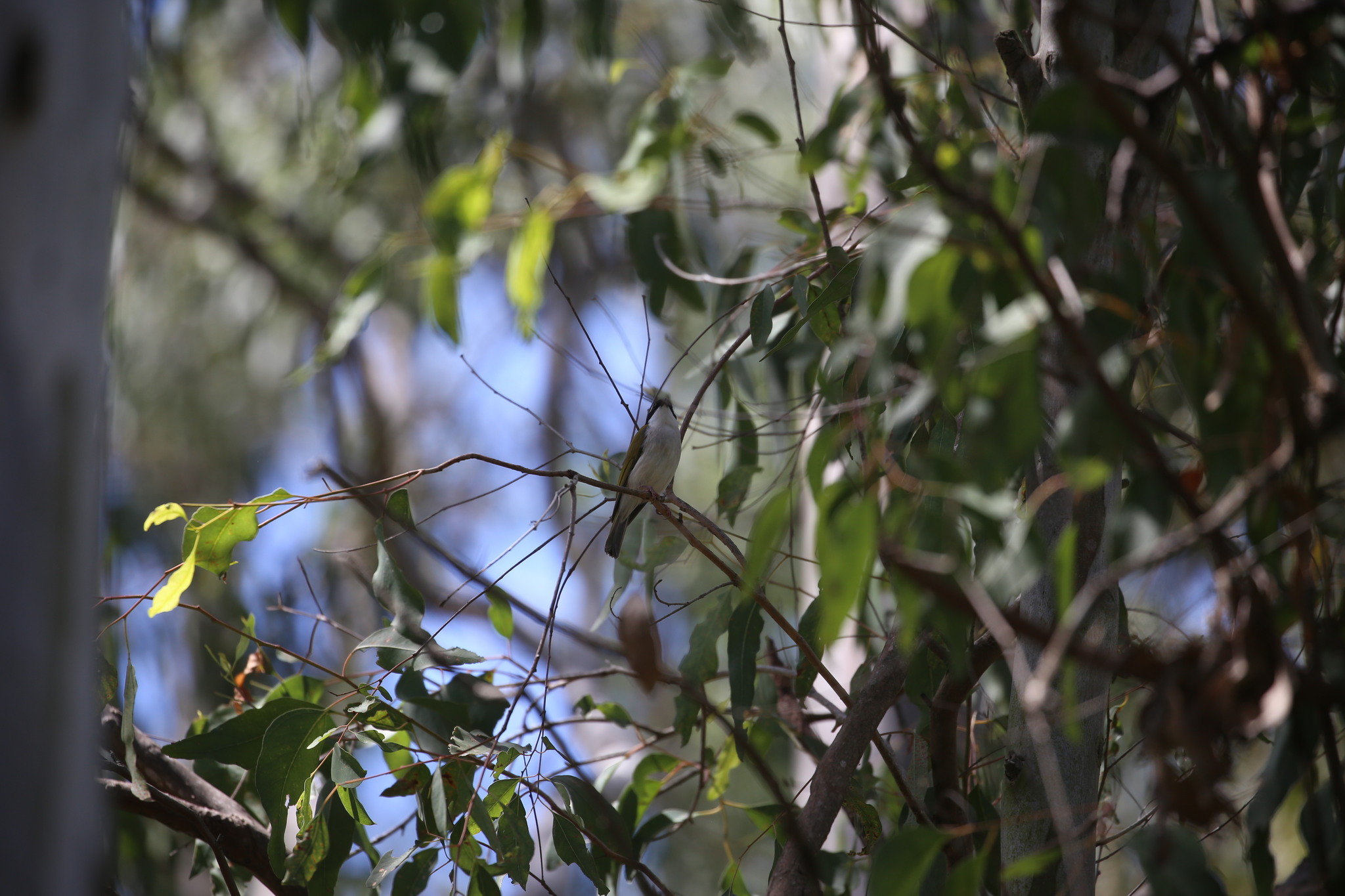 White-throated Honeyeater (Melithreptus albogularis), photo 8