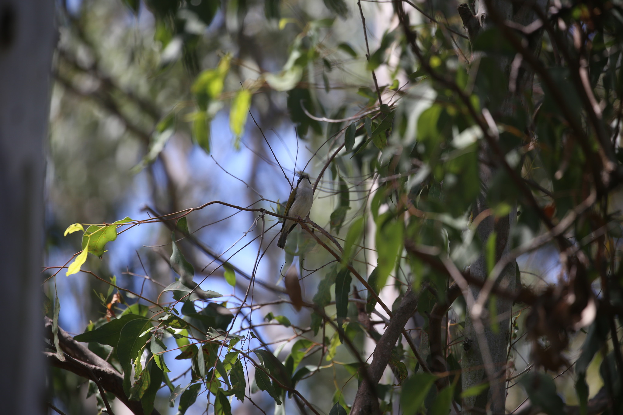 White-throated Honeyeater (Melithreptus albogularis), photo 9