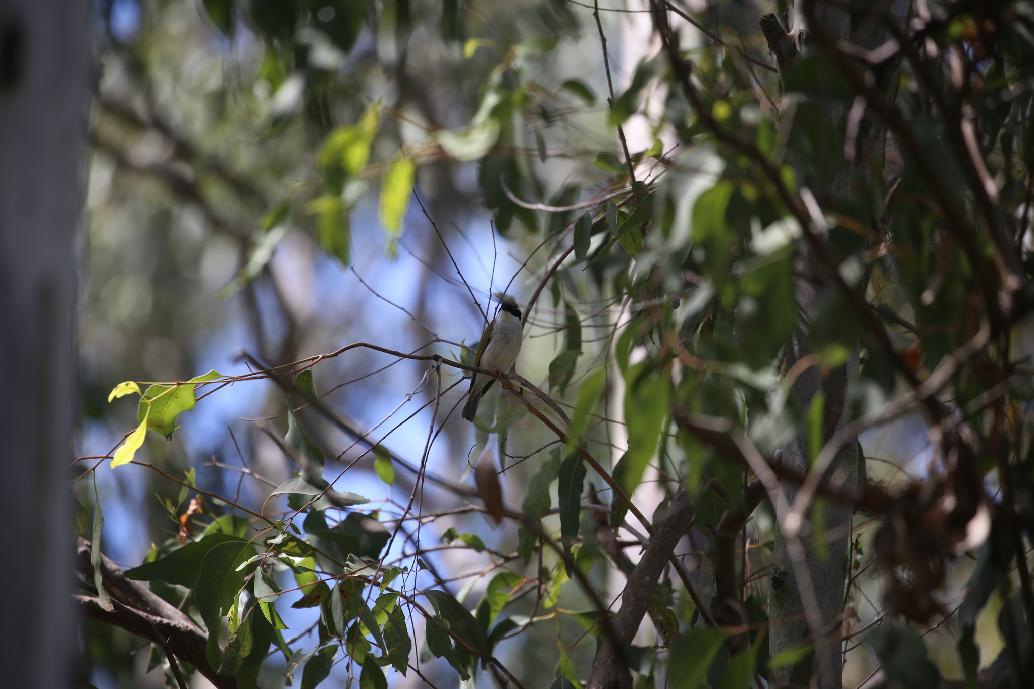 White-throated Honeyeater (Melithreptus albogularis), photo 10