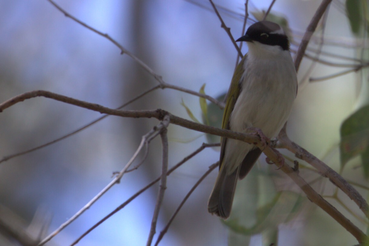 White-throated Honeyeater (Melithreptus albogularis), photo 5