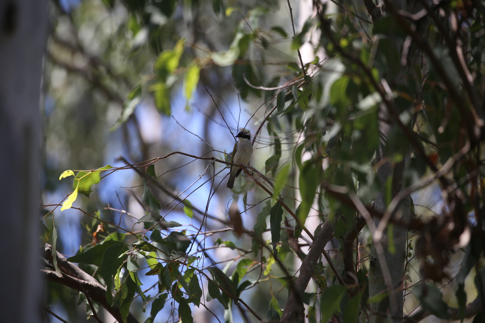 White-throated Honeyeater (Melithreptus albogularis), photo 6