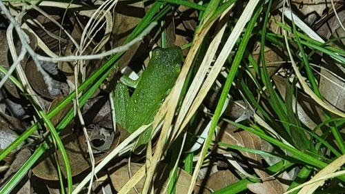 Green Treefrog observed by turble