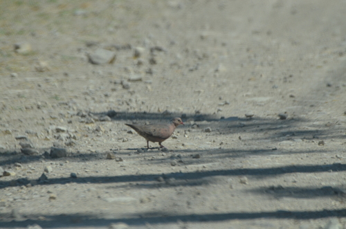 Common Ground Dove observed by alexpat05