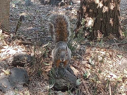 Red-bellied Squirrel observed by etantrah