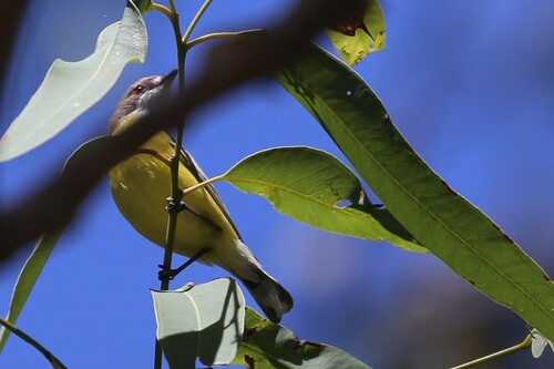 White-throated Gerygone (Gerygone olivacea)