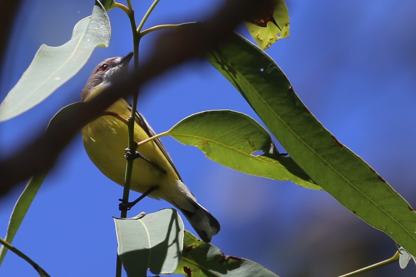 White-throated Gerygone (Gerygone olivacea), photo 1