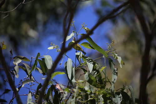 White-throated Gerygone (Gerygone olivacea), photo 5