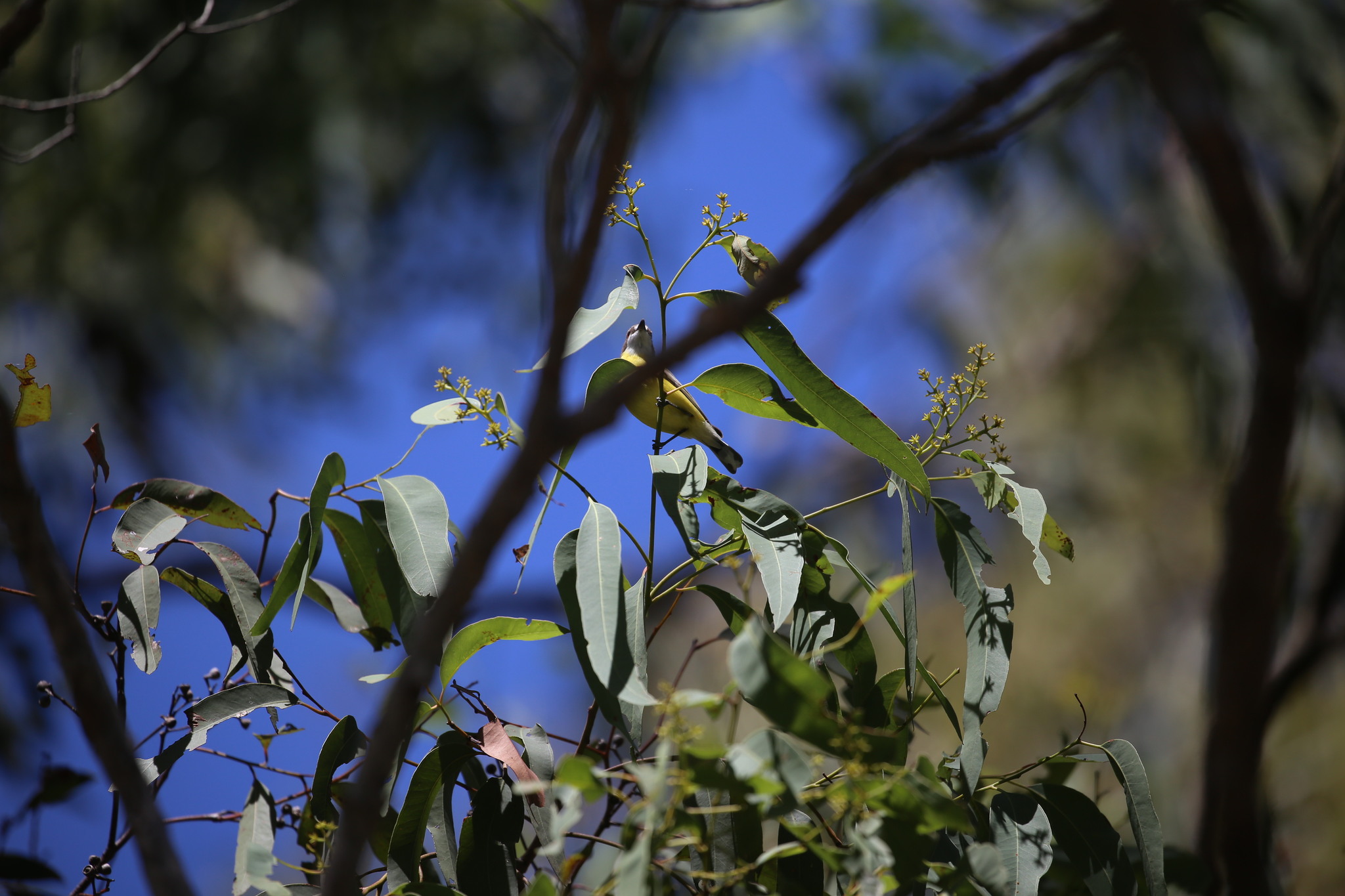 White-throated Gerygone (Gerygone olivacea), photo 6