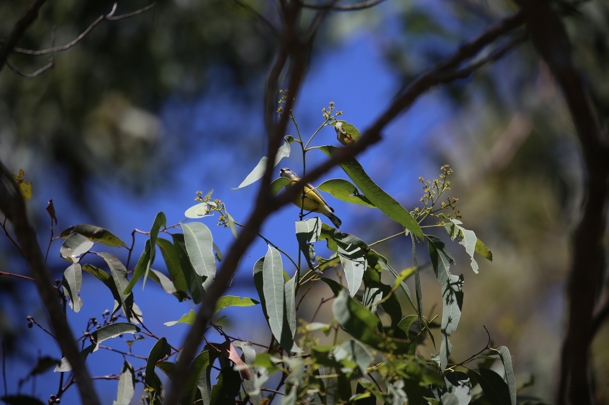 White-throated Gerygone (Gerygone olivacea), photo 2