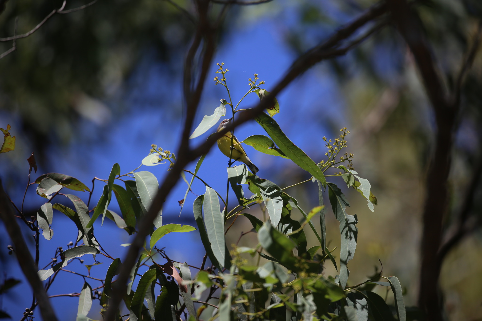 White-throated Gerygone (Gerygone olivacea), photo 7