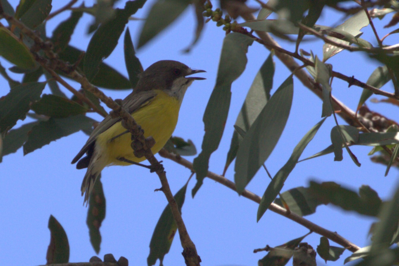White-throated Gerygone (Gerygone olivacea), photo 8
