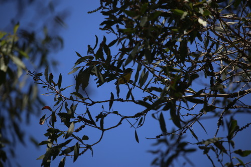 White-throated Gerygone (Gerygone olivacea), photo 8