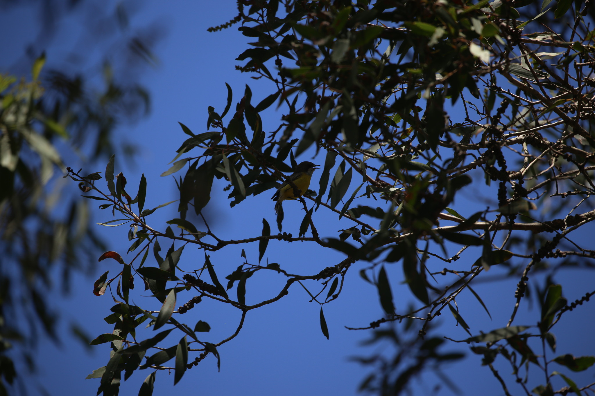 White-throated Gerygone (Gerygone olivacea), photo 9