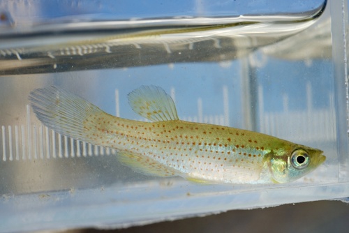 Western starhead topminnow (Fundulus blairae) — Fundulidae