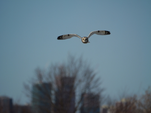 Short-eared Owl observed by proessler