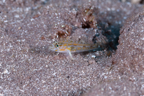 Pallid goby (Coryphopterus eidolon) — Gobiidae — 5