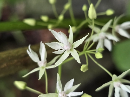 Byttneria catalpifolia observed 2026-03-01